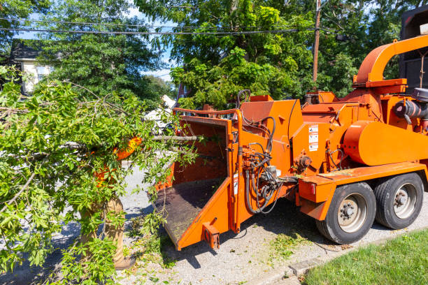 Best Large Tree Removal  in USA